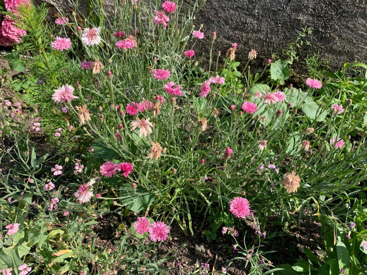 Les Jardins D'Elise, Calme Et Verdure A Lure Lure  Luaran gambar
