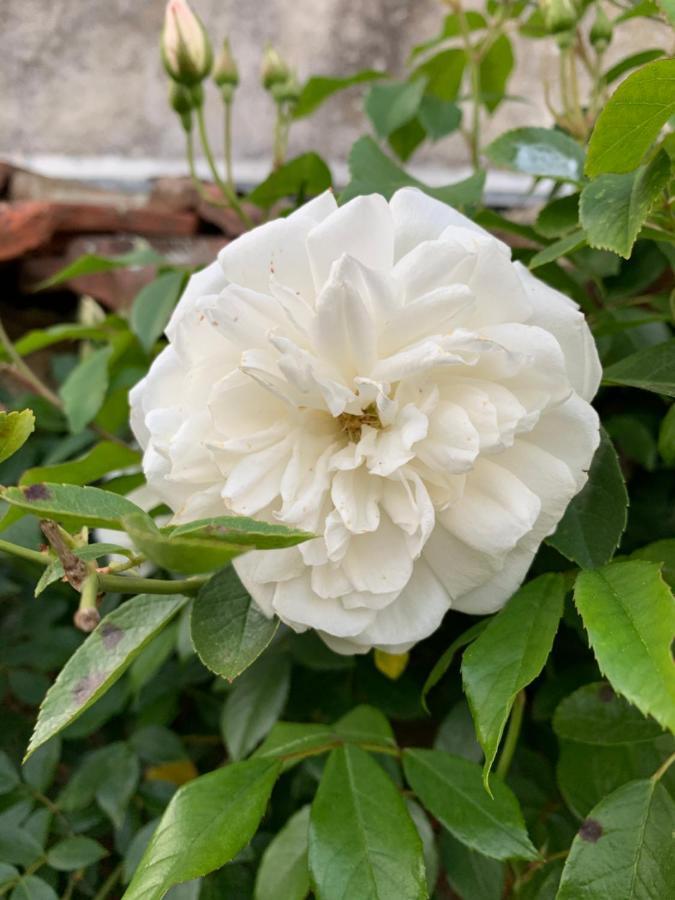 Les Jardins D'Elise, Calme Et Verdure A Lure Lure  Luaran gambar