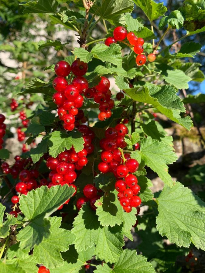Les Jardins D'Elise, Calme Et Verdure A Lure Lure  Luaran gambar